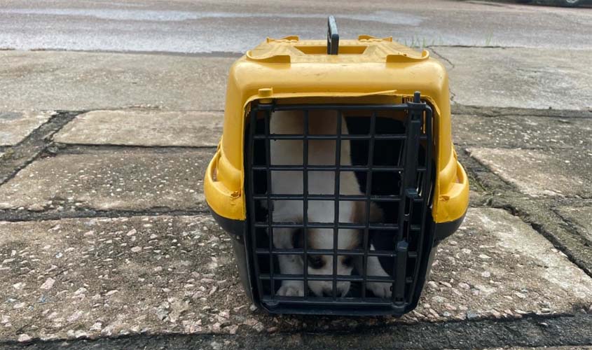 Prefeitura resgata cães abandonados em Porto Velho