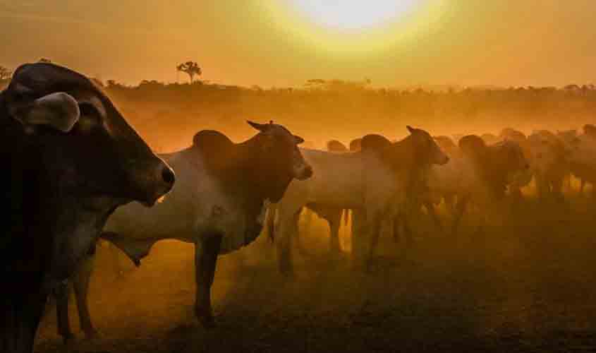 Valor Bruto da Produção Agropecuária rondoniense sobe para R$ 18,3 bilhões durante a pandemia