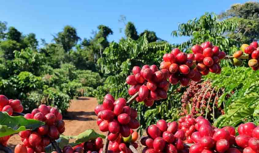 Café: semana começa com nova alta no preço da saca de 60 quilos