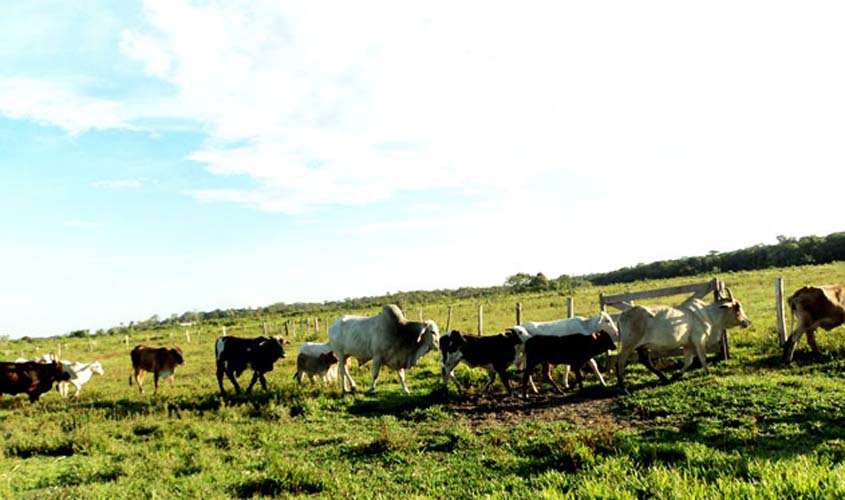 Rondônia já emite mais de 200 Guia de Transporte Animal online por mês