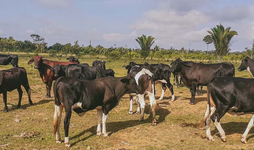 Prefeitura de Porto Velho investe na melhoria genética do gado leiteiro