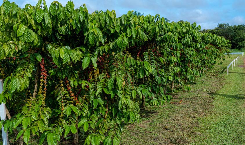 Prefeitura de Porto Velho distribuiu 2,2 milhões de mudas de café aos produtores