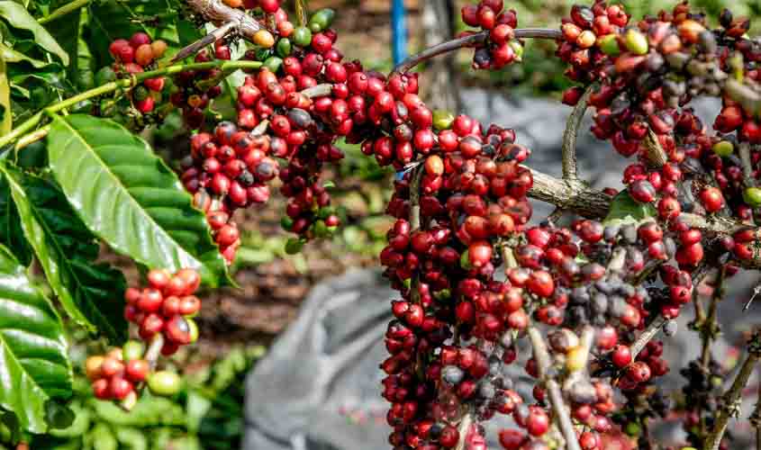 No Dia Nacional do Café, qualidade da espécie coffea canephora de Rondônia é destaque