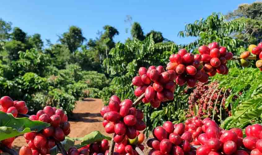 Café arábica custa R$ 1.224 nesta sexta-feira (24)