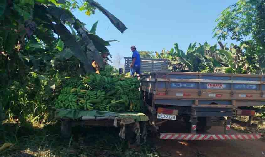 Com apoio da Prefeitura de Porto Velho, agricultores transportam produção de banana para a Feira do Produtor Rural