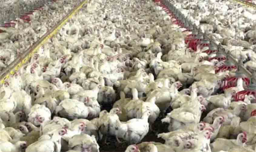 Preços médios do frango vivo estão em alta