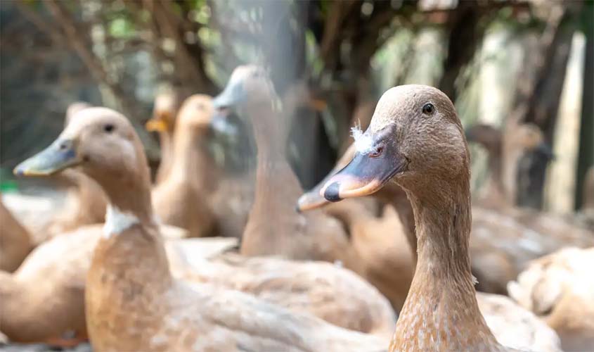 Lei proíbe produção e venda de foie gras
