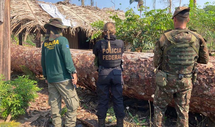 PF deflagra operação contra extração ilegal de madeira em reserva indígena em RO