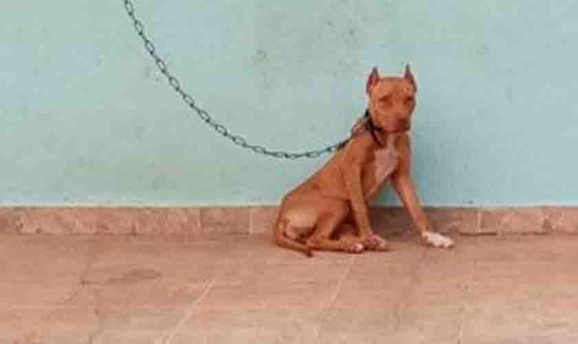 Pit bull é resgatada sendo mantida amarrada tomando sol e chuva em Vilhena