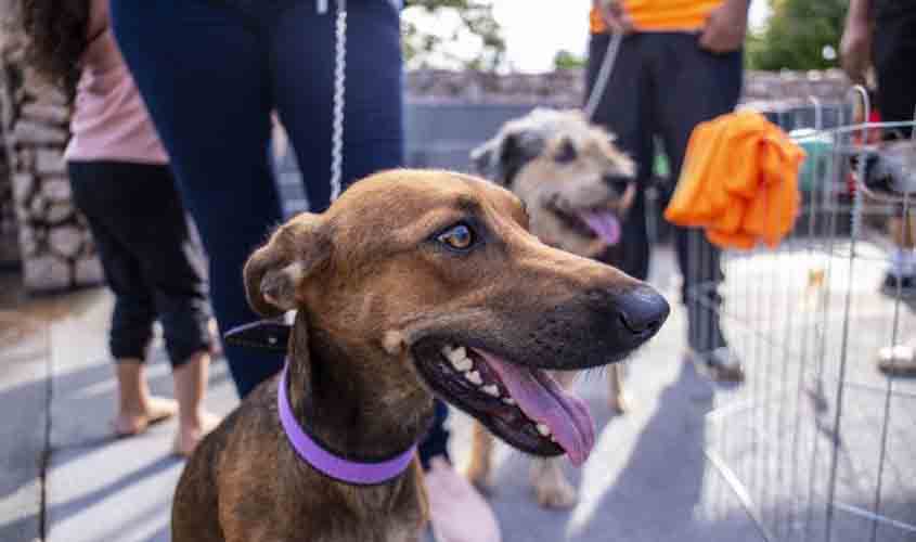 Dia D de Vacinação contra a raiva para cães e gatos acontece neste sábado (28), em Porto Velho