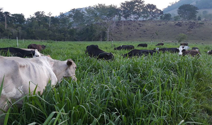 Produtividade leiteira prova sustentabilidade da pequena propriedade