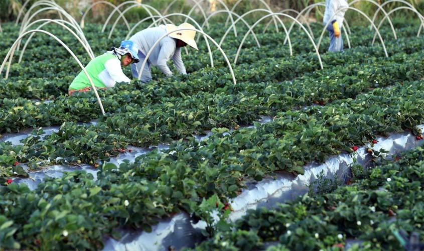 Plataforma do Desenrola renegociará dívidas de agricultores familiares