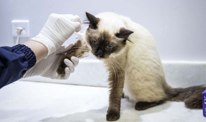 Porto Velho recebe clínica para cuidados animais