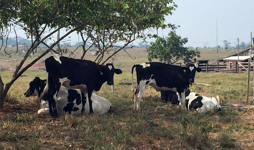 Investindo em tecnologia e informação, pecuária leiteira de Rondônia inicia o ano com perspectivas otimistas de produção