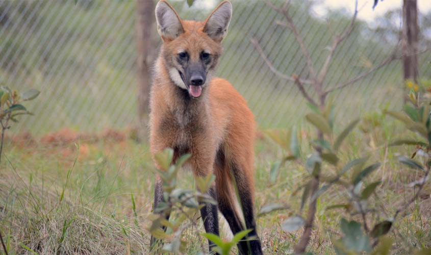 Morre loba que inspirou projeto pioneiro