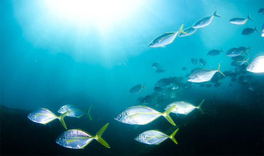 Governo criará unidades de conservação marinhas