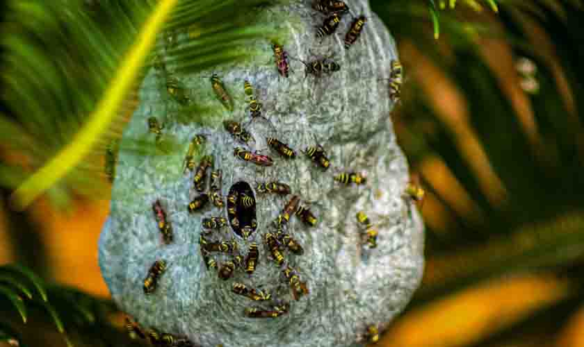 Negócios de Rondônia vão ser contemplados com recursos para desenvolver Bioeconomia e Transformação Digital