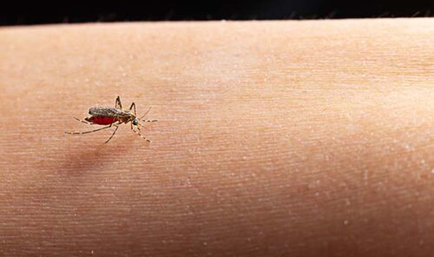 Anvisa recomenda intensificação de ações contra doenças transmitidas por mosquitos