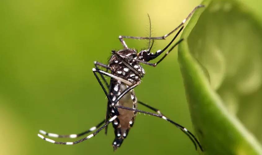 Pesquisadores da USP testam novo método para combater transmissão de arboviroses, como dengue, zika e chikungunya