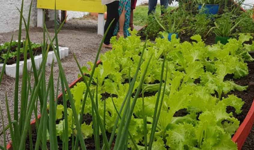 Escola Flamboyant alcança 85% da meta do projeto ‘Hortas Sustentáveis’