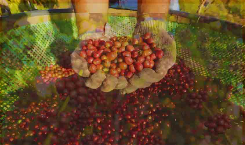 Rondônia lidera a produção de café na Região Norte 
