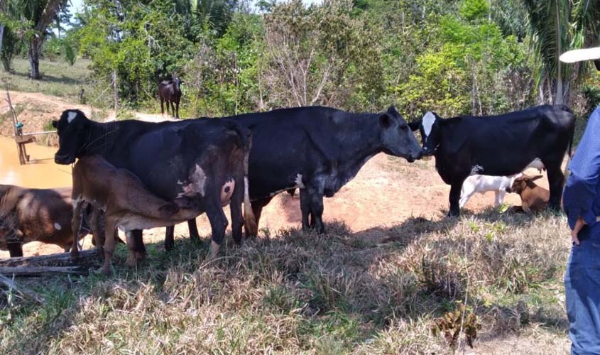 Porto Velho possui o maior rebanho bovino de Rondônia e o 4º entre os municípios do país