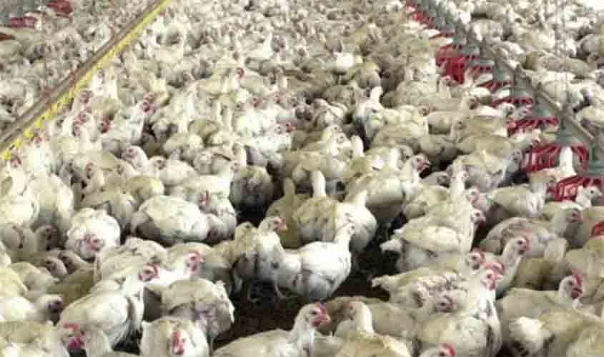 Preços do frango estão estáveis em junho