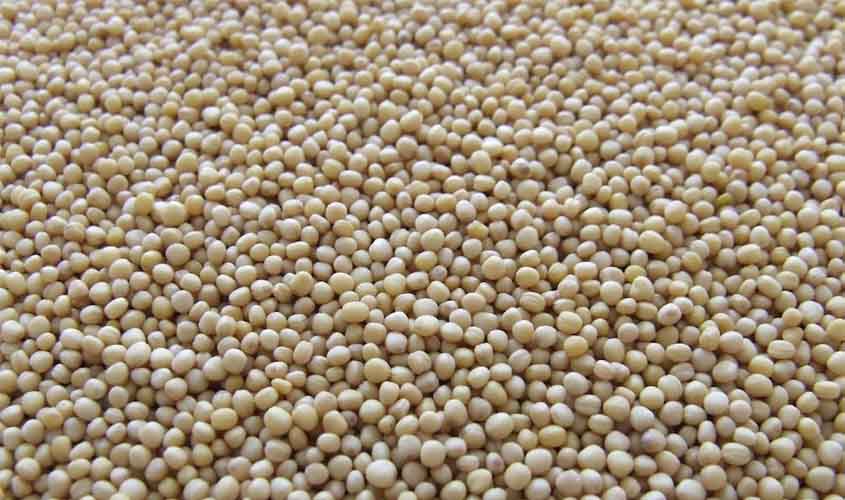 Doenças na soja: saiba sobre os desafios e soluções 