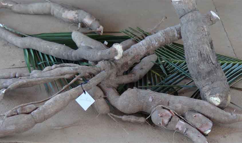 Semagric orienta produtores de Vista Alegre do Abunã sobre prevenção da 'vassoura-de-bruxa' na mandioca