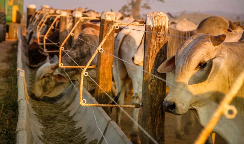 Idaron muda perfil exportador de Rondônia e almeja a condição de livre de febre aftosa sem vacinação