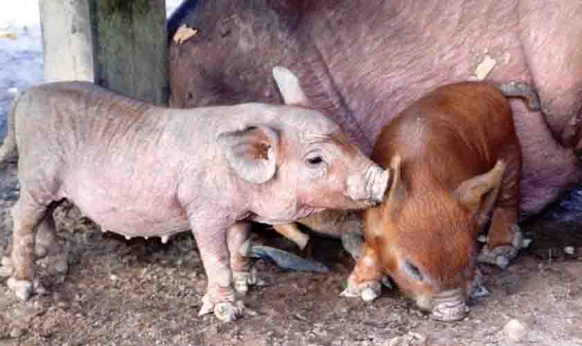 Rondônia aposta no aumento da produção de suínos de corte com a remodelação da Câmara Setorial de Suinocultura