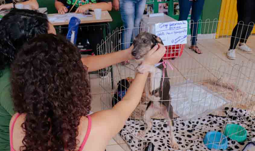 Feira de adoção de cães e gatos acontece no próximo sábado (27), no Skate Parque