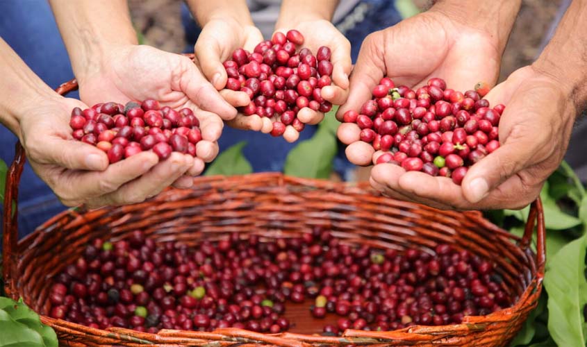 Investimentos do governo na Cafeicultura fomenta a participação de mulheres no Concurso 'Florada Premiada'