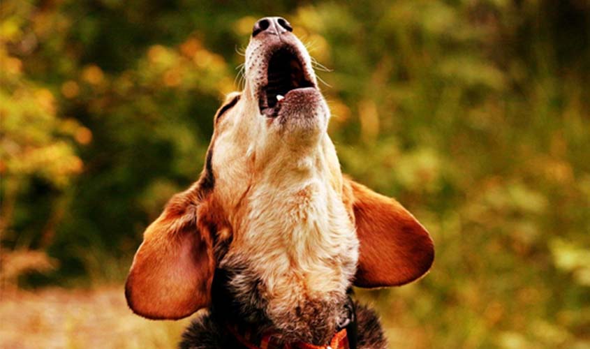 Como ajudar seu cachorro a fazer menos barulho sem maltratá-lo