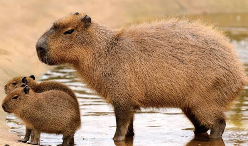 69 melhor ideia de Capivara  capivara, capivaras, fotos de capivara