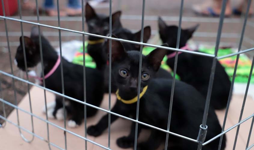 Feira de Adoção Responsável de Cães e Gatos é adiada para 26 de novembro