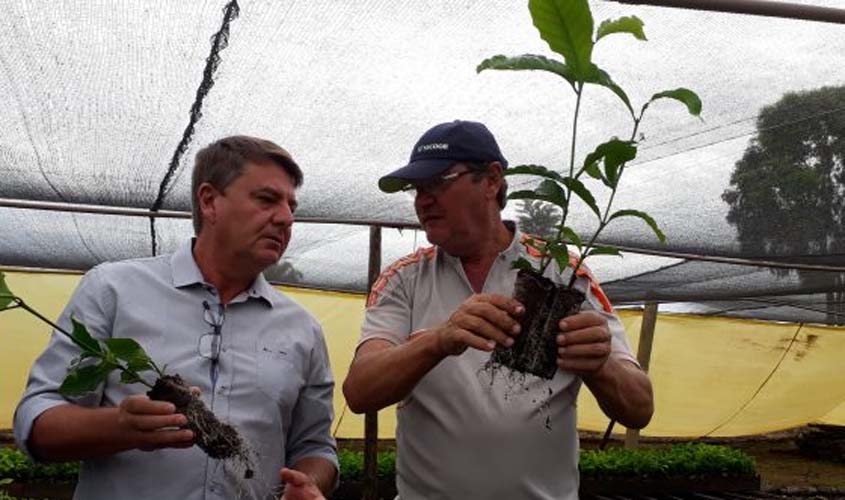 Viveiro de Nova Brasilândia cultiva mudas de café clonal em embalagens biodegradáveis