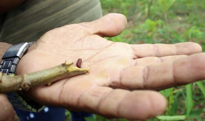 Município dá suporte para controle de pragas em propriedade rural no ramal São Sebastião