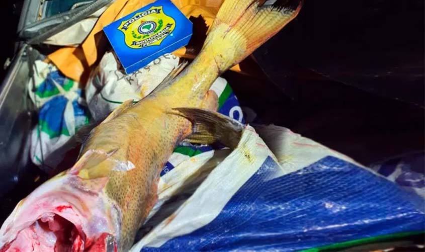 PRF apreende cerca de 400 quilos de pescado ilegal em Porto Velho (RO)