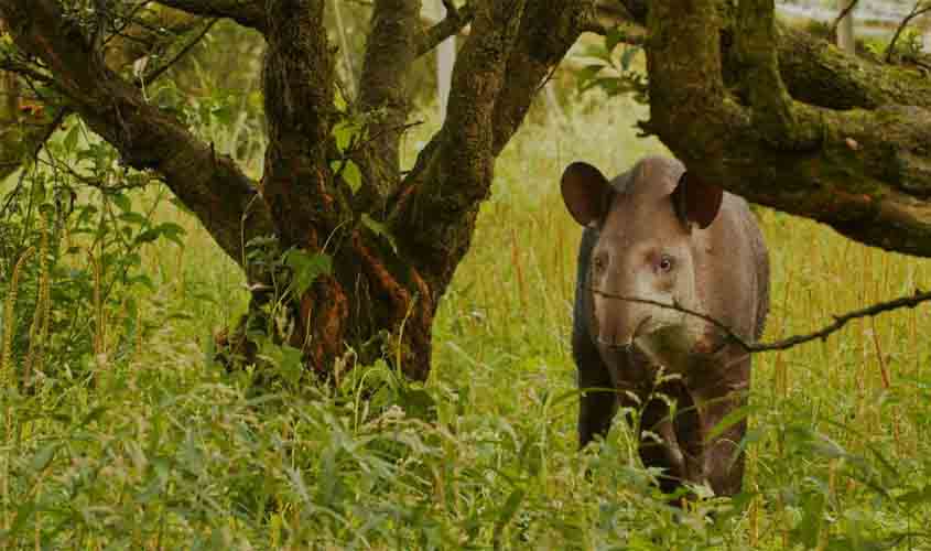 Filhotes gêmeos de anta são descobertos pela 1ª vez na natureza