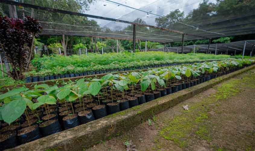 Distribuição gratuita de mudas de plantas reforça ações da Prefeitura para arborização urbana de Porto Velho