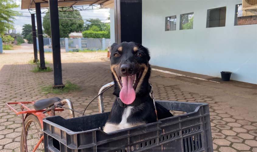Resgate de cadela amplia atendimento veterinário