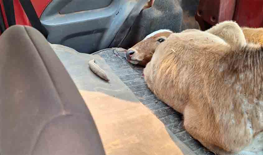 PF prende duas pessoas pelos crimes de contrabando e maus-tratos de animais em RO