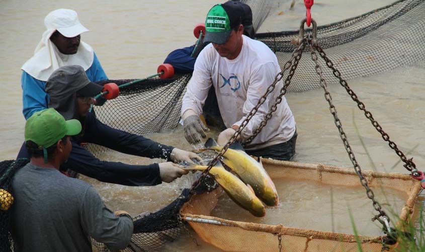 Feira de Peixe da Amazônia deve atrair 10 mil pessoas em Ji-Paraná no mês de outubro