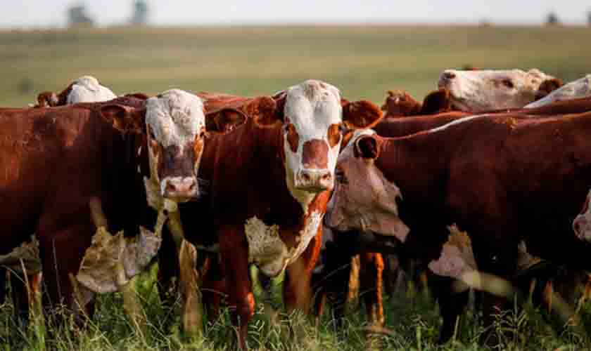 Preço do boi gordo em alta. Suíno em queda e frango estável, nesta terça-feira (26)