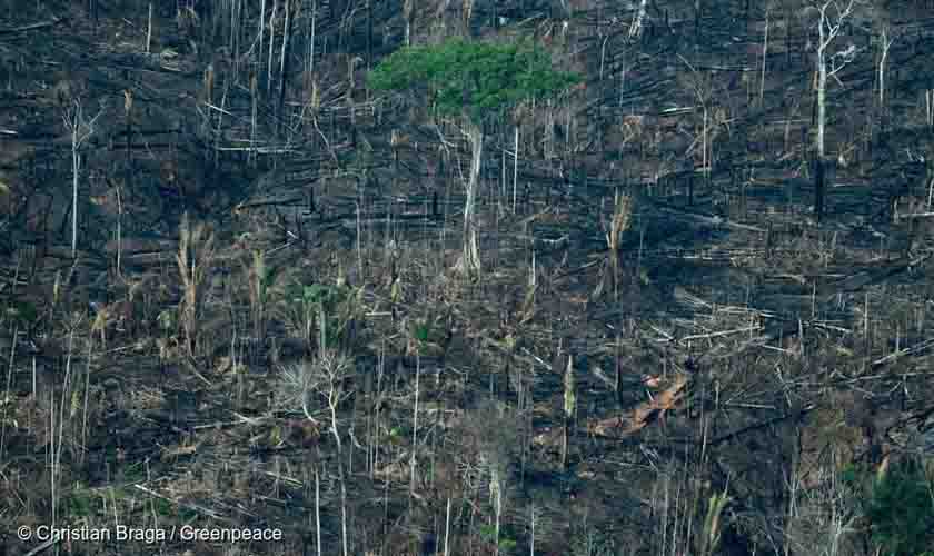 Nova frente de desmatamento é detectada na Terra Indígena Karipuna