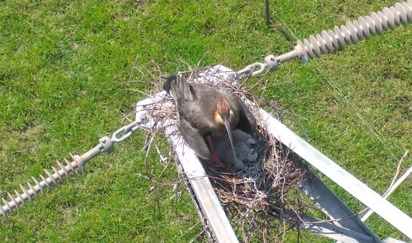 Família de pássaro Curicaca faz ninho em torre de energia de 32 metros de altura 