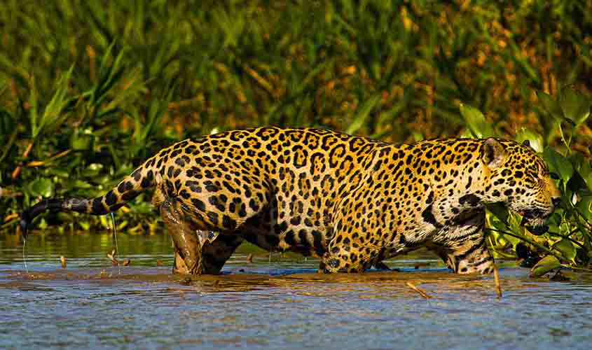 Preservação da onça-pintada, espécie-símbolo do Brasil, exige medidas de proteção ao seu habitat e combate à caça ilegal