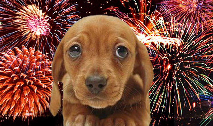 Cães com medo de fogos de artifício: o que fazer?
