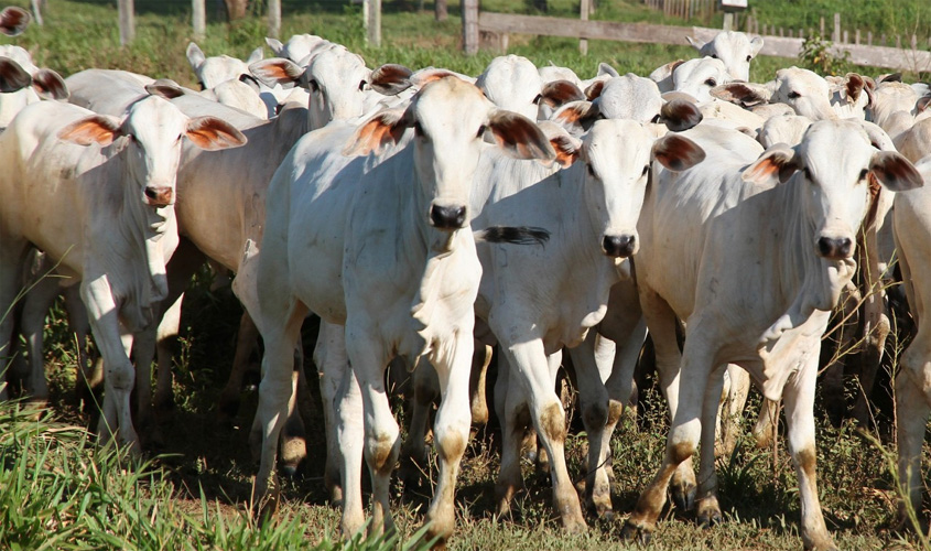 Rebanho bovino ultrapassa 14 milhões de cabeças em Rondônia